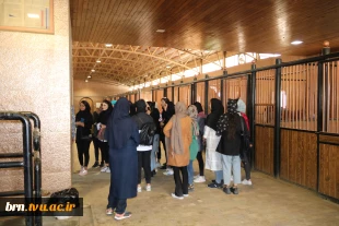 پیاده روی به مناسبت ولادت حضرت معصومه(س) 4