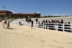 پیاده روی به مناسبت ولادت حضرت معصومه(س) 5